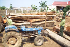 Gia Lai tăng cường công tác quản lý, bảo vệ rừng