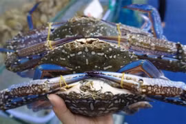 Xuất khẩu cua, ghẹ sang Trung Quốc tăng hơn 360%