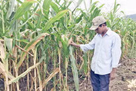 Chư Pưh: Trồng bắp sinh khối mang lại hiệu quả cao