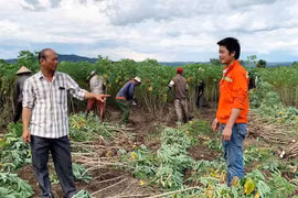 Tỷ phú "chân đất" ở Pờ Tó
