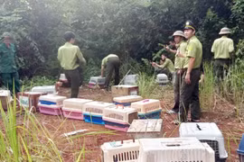 Xử phạt 295 triệu đồng đối tượng vận chuyển trái phép động vật rừng quý hiếm