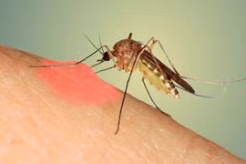 ​Những mẹo tránh muỗi đốt để phòng bệnh sốt xuất huyết