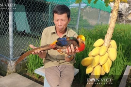 Nam Định: Nuôi đủ các loài chim quý hiếm, độc lạ, ông nông dân này chăm đã nhàn lại thu hàng trăm triệu đồng