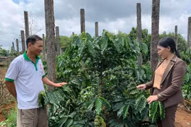 Chư Prông: Hơn 9,4 tỷ đồng triển khai dự án liên kết sản xuất theo chuỗi giá trị