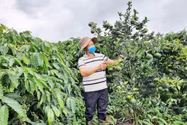 Mô hình trồng xen cây ăn quả trong vườn cà-phê ở Đăk Hà