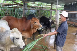 Kông Chro đầu tư nâng cao chất lượng đàn bò