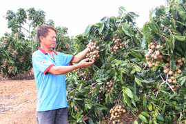 Yang Trung định hình vùng chuyên canh cây ăn quả