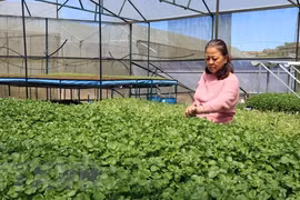 Những nghịch lý của sự phát triển "nóng" nhà kính ở Đà Lạt