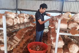 Mày mò làm dây chuyền đóng bịch phôi nấm bán tự động, anh nông dân thu lãi khủng