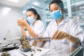 Tận tâm phát triển giống thực vật quý