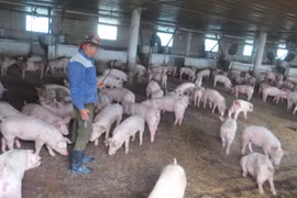 Phú Yên: Nuôi heo công nghệ cao, chàng kỹ sư điện bỏ xứ người về quê làm tỷ phú nông dân là đúng