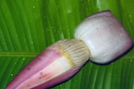 Công dụng của hoa chuối với sức khỏe có thể bạn chưa biết