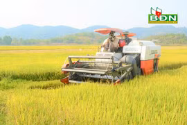 Hiệu quả từ các giống lúa mới ở Đắk Nông