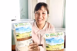 Gạo Krol trở thành sản phẩm OCOP