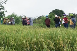Ayun Pa thí điểm giống lúa Đài Thơm 8