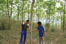 Công chức có được giao đất rừng để trồng cây lâm nghiệp?