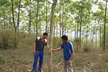 Công chức có được giao đất rừng để trồng cây lâm nghiệp?