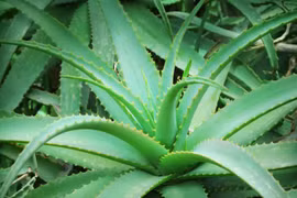 12 cây thuốc nhất định phải có trong vườn nhà bạn