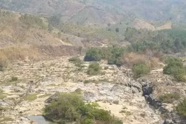 TÀN PHÁ THIÊN NHIÊN VÀ CÁI GIÁ PHẢI TRẢ: Rừng trồng chưa đủ sức thay thế