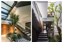 Những cây trồng ở giếng trời cho ngôi nhà thêm xanh mát