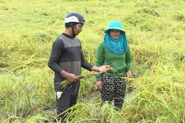 Phú Thiện: Mưa kéo dài làm 949 ha lúa ngã đổ, thiệt hại hơn 8 tỷ đồng