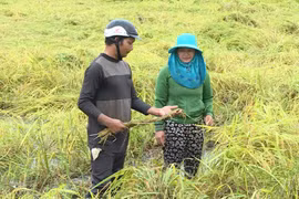 Phú Thiện: Mưa kéo dài làm 949 ha lúa ngã đổ, thiệt hại hơn 8 tỷ đồng