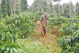 Cựu chiến binh Ia Grai phát huy hiệu quả nguồn vốn ưu đãi