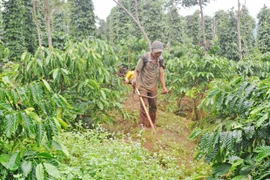 Cựu chiến binh Ia Grai phát huy hiệu quả nguồn vốn ưu đãi