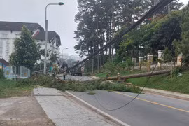 Đà Lạt: Thông cổ thụ gãy đổ do bão số 9