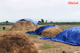 Làm giàu từ trồng nấm rơm