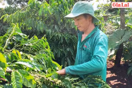 Gia Lai tăng cường phát triển cà phê đạt chuẩn chất lượng