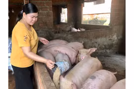 Ia Grai phát triển chăn nuôi gia trại