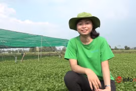 Cô gái trồng rau má xuất khẩu đi châu Âu từng không dám gọi vốn vì sợ thất bại