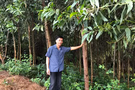 Phú An đẩy mạnh trồng rừng sản xuất