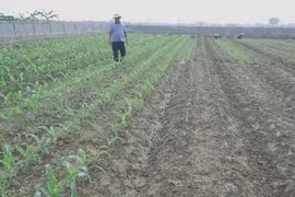 Lợi ích từ canh tác theo mô hình Nông nghiệp hữu cơ