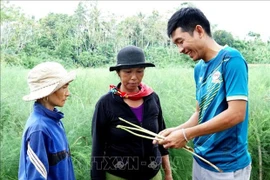 Quảng Ngãi: Cất bằng kinh doanh quốc tế, trai 9X về làng trồng "rau vua", kiếm nửa tỷ mỗi năm