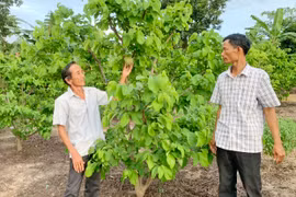 Nông dân Ia Mlah thu nhập cao nhờ chuyển đổi cây trồng phù hợp