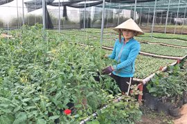 Hợp tác xã nông nghiệp ở Gia Lai đổi mới hoạt động sản xuất kinh doanh