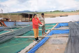 Khai thác lợi thế để nuôi cá lồng bè