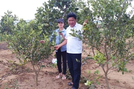 Kbang chuyển đổi diện tích mía sang trồng cây ăn quả