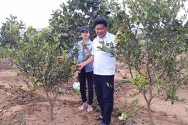 Kbang chuyển đổi diện tích mía sang trồng cây ăn quả