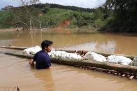 Kon Tum: Thủy điện tích nước, nông dân phát hoảng vì cà phê, cao su bỏ phế