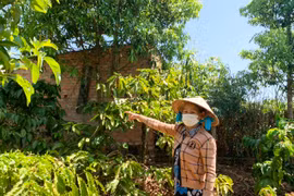 Ô nhiễm môi trường do chăn nuôi heo