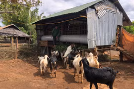 Trao "cần câu" để nông dân phát triển sản xuất kinh doanh