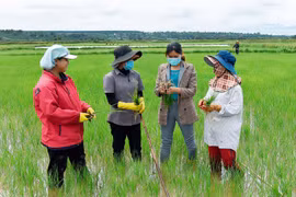 Vụ Đông Xuân: Tín hiệu lạc quan