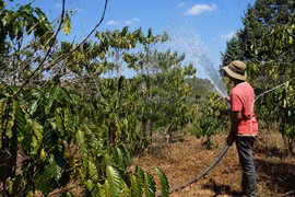 Phân bón đã tăng lên 1,3 triệu/bao, giờ giá xăng dầu lại tăng cao, nông dân Lâm Đồng nhìn vườn cà phê mà ngao ngán