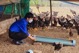 Thanh niên Đak Pơ liên kết phát triển kinh tế