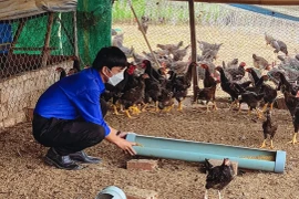 Thanh niên Đak Pơ liên kết phát triển kinh tế