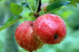 Táo có thể làm hết tiêu chảy không?