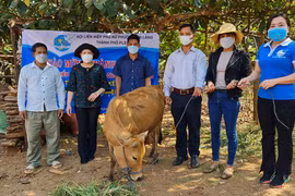 Pleiku: Tặng sổ tiết kiệm và bò giống cho hội viên hội phụ nữ khó khăn